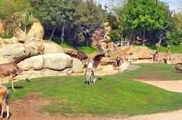 Réaménagement du Zoo d'Ain Sebaa projets régionaux casablanca settat